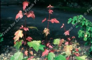 Acer rubrum ‘Summer Red’