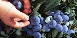 Blueberry (4 Litre)