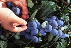Blueberry – Darrow ®