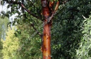Betula albosinensis Kansu
