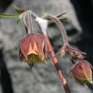 Avens Water (geum rivale)