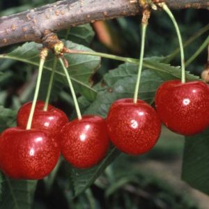 Cherry – Morello
